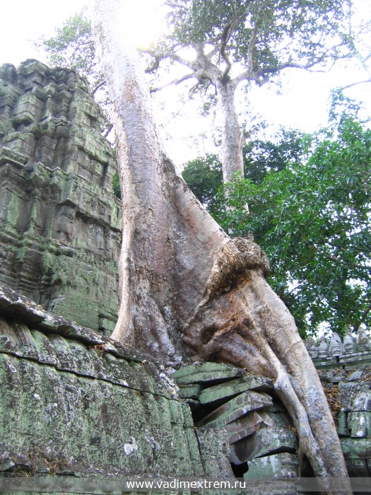   «»   «Taprohm».