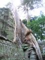 Огромные корни «стеклянных»деревьев в храме «Taprohm».