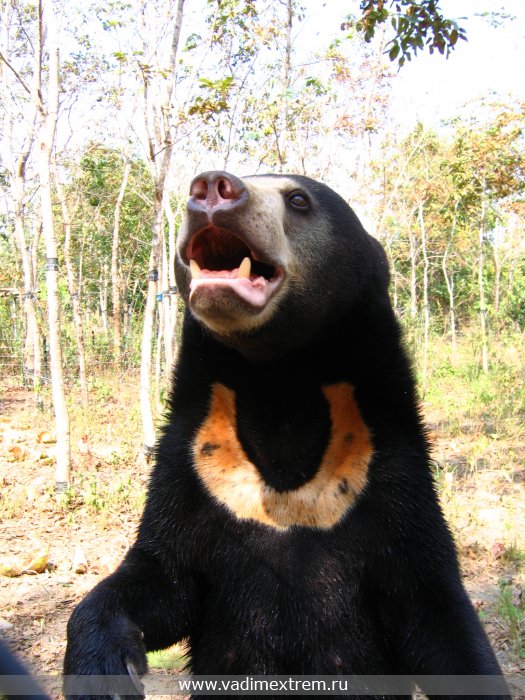 Малайский медведь.