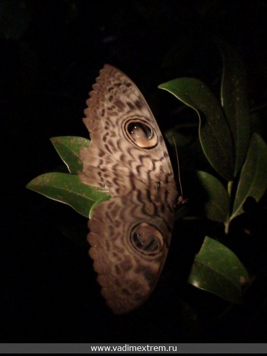 ночная бабочка джунглей