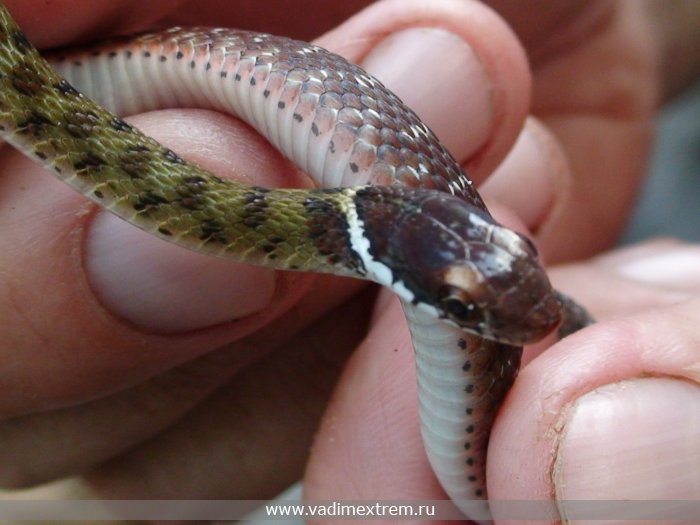   (Rabdophis chrisaryos)