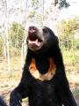 Малайский медведь.