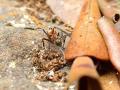 Боевое оснащение муравья ткача.