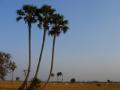 Равнинные пейзажи Камбоджи.