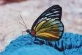 бабочка Данаида-монарх (Камбоджа)