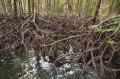 мангровый лес (после отлива)