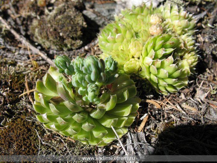   (Sempervivum arachnoideum)