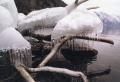 Ледяные «медузы»Tелецкого озера.