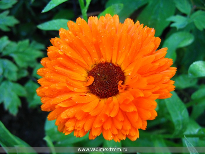  (Calendula officinalis)