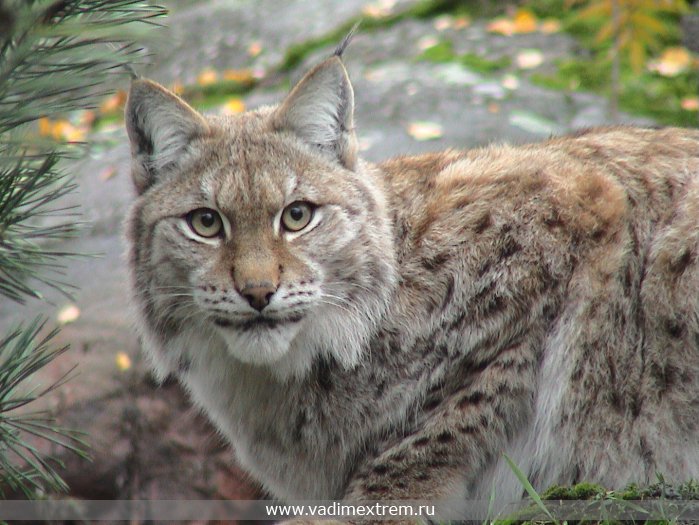  (Felis Lynx)