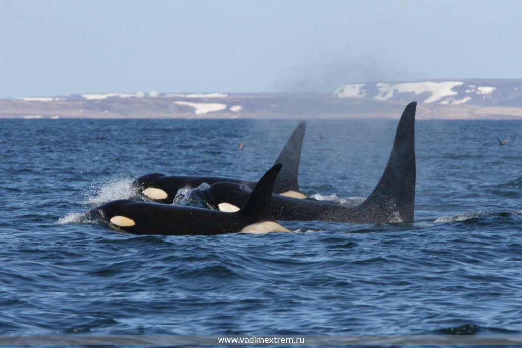  - (Orcinus orca)