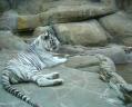 тигр альбинос (зоопарк)