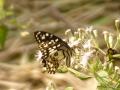бабочка:Idea lynceus (Малайзия)