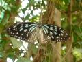 бабочка Семейство нимфалиды (джунгли Меконга)
