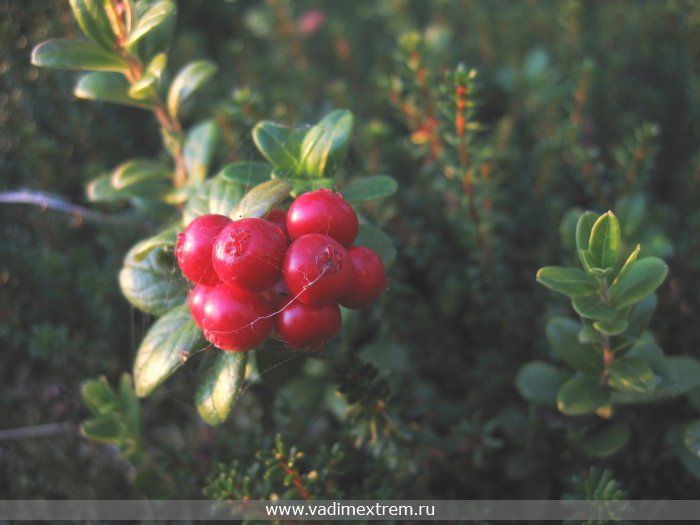  (vaccinium vitis-idaea)