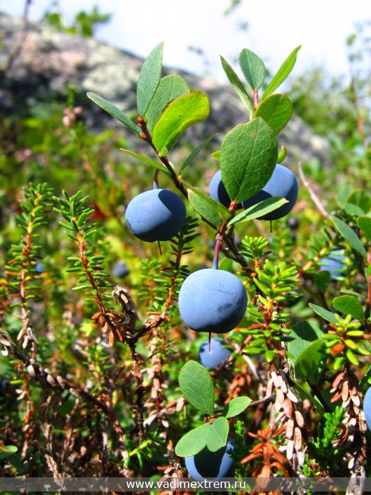  (.Vaccinium uliginosum)