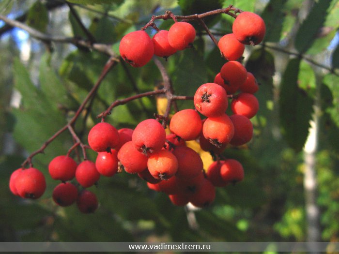  - (Sorbus)