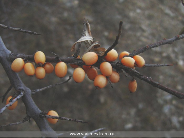 Облепиха - ( Hippophae rhamnoides )