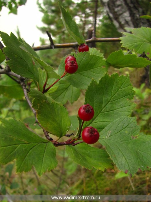  -  (Crataegus)