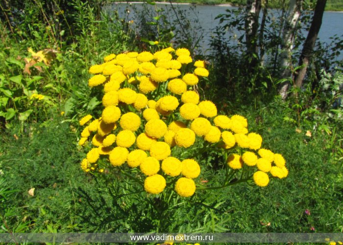 -(Tanacetum)