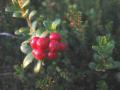 брусника (vaccinium vitis-idaea)