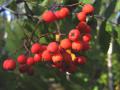 Рябина обыкновенная- (Sorbus)