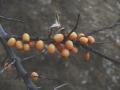  - ( Hippophae rhamnoides )