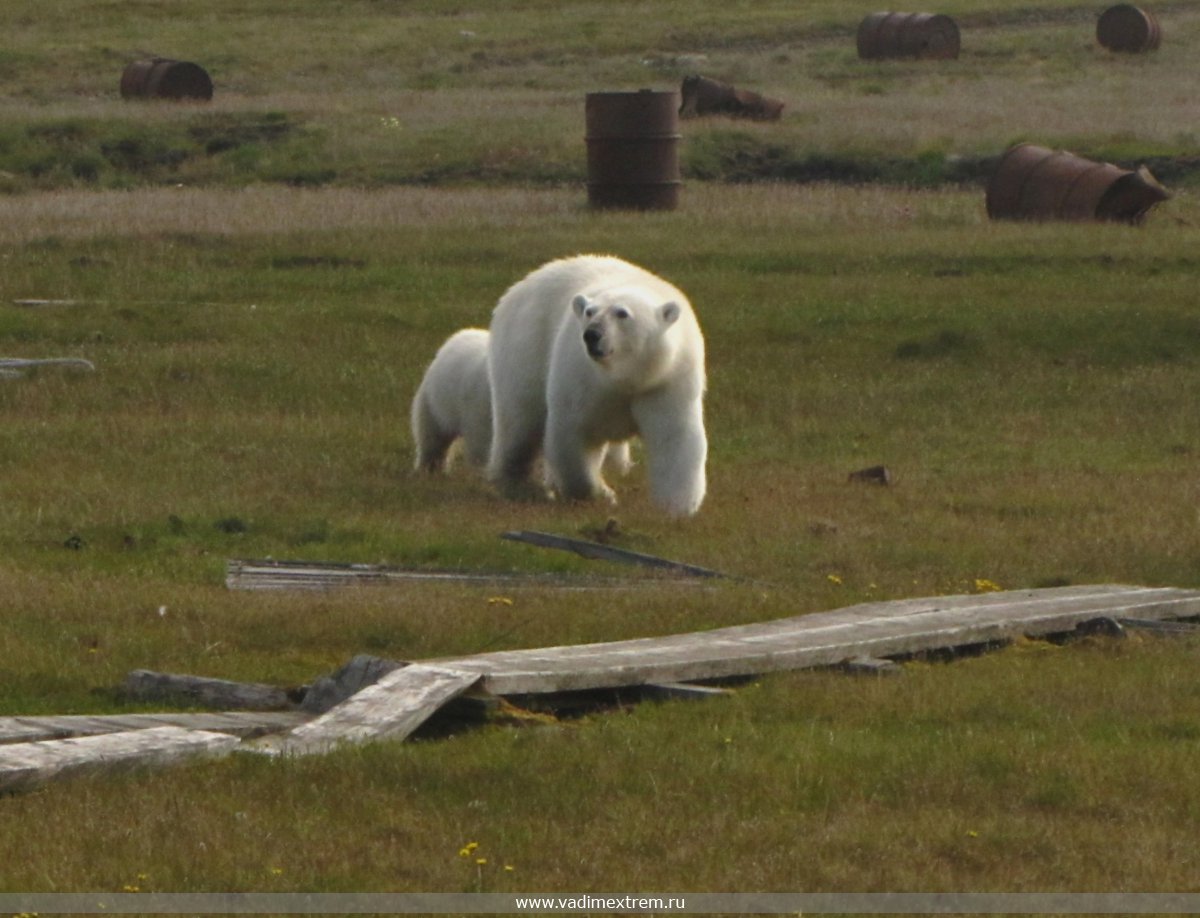 Ursus maritimus