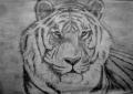 уссурийский тигр