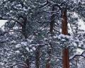 Лес в зимнем убранстве.