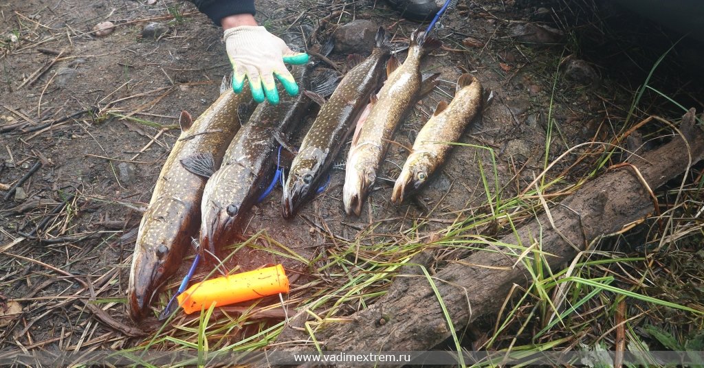 ������� ��������� �� ����.